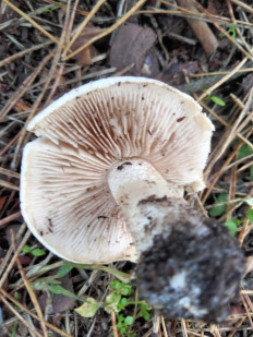 Гриб из Киев