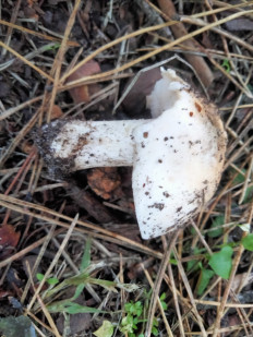 Гриб из Киев