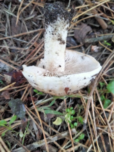 Гриб из Киев