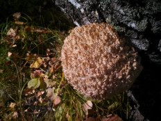 Ежовик коралловидный