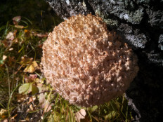 Ежовик коралловидный