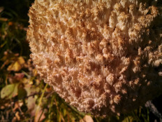 Ежовик коралловидный