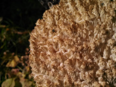 Ежовик коралловидный