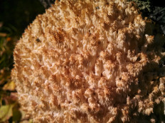 Ежовик коралловидный