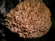 Ежовик коралловидный