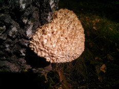 Ежовик коралловидный