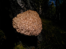 Ежовик коралловидный