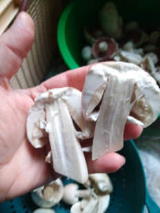 Гриб из пос.Рабочий