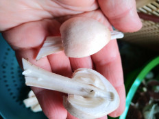 Гриб из пос.Рабочий