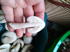 Гриб из пос.Рабочий