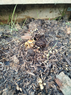 Гриб из Новороссийск