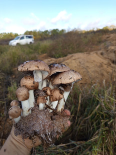 Гриб из Краснодарский край