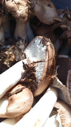 Гриб из Краснодарский край