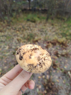 Гриб из Ростовская область