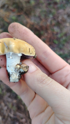 Гриб из Ростовская область