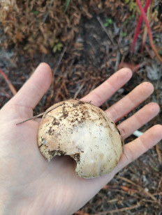 Гриб из Ростовская область