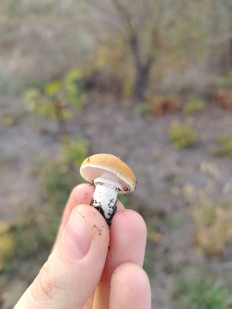 Гриб из Ростовская область