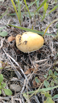 Гриб из Ростовская область