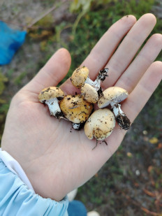 Гриб из Ростовская область