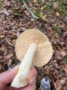 Гриб из Сочи