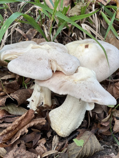 Гриб из Сочи