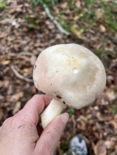 Гриб из Сочи