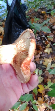 Гриб из Армавир