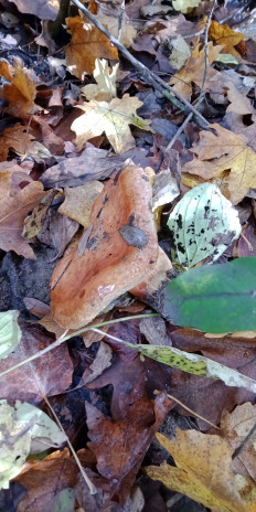 Гриб из Армавир