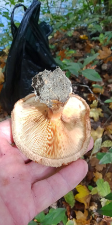 Гриб из Армавир