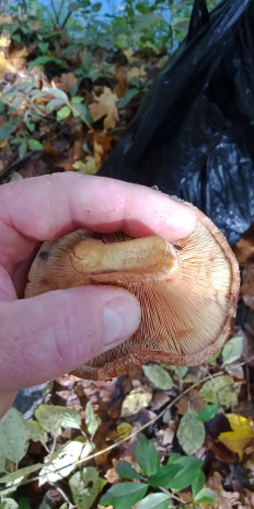 Гриб из Армавир