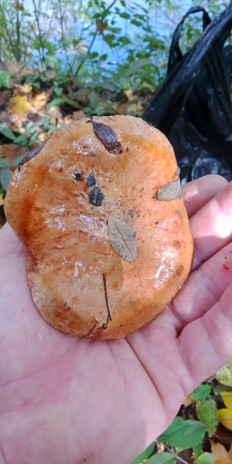 Гриб из Армавир