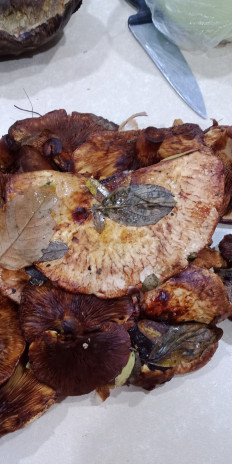 Гриб из Армавир