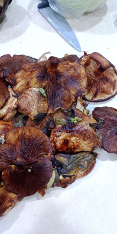 Гриб из Армавир