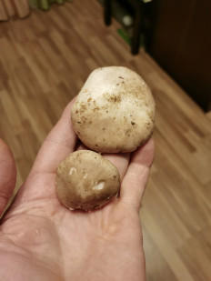 Гриб из Туапсе