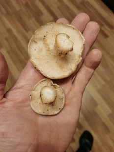 Гриб из Туапсе