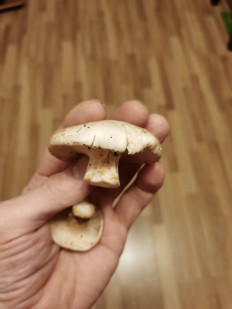 Гриб из Туапсе