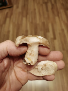 Гриб из Туапсе