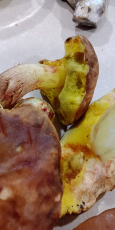 Гриб из Армавир