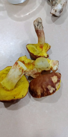 Гриб из Армавир