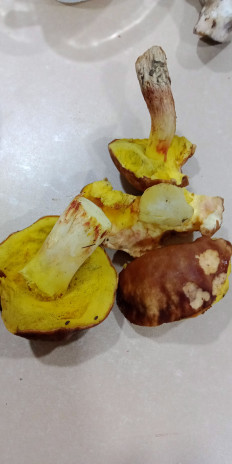 Гриб из Армавир