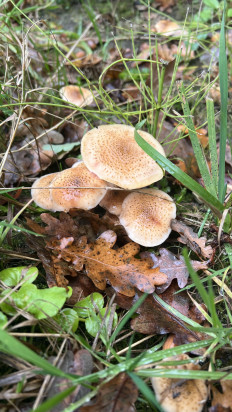 Гриб из Лер, Германия