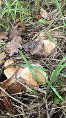 Гриб из Лер, Германия