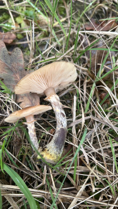 Гриб из Лер, Германия