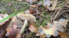 Гриб из Лер, Германия