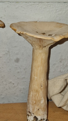 Гриб из Bendorf(Германия)