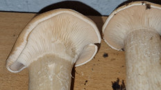 Гриб из Bendorf(Германия)