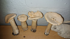 Гриб из Bendorf(Германия)