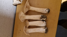 Гриб из Bendorf(Германия)