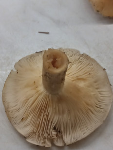 Гриб из москва