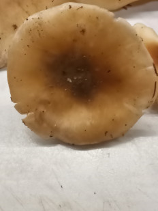 Гриб из москва